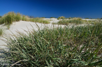 北大西洋混合沙丘草原 – CEGL 004043 北大西洋混合沙丘草原 – CEGL 004043