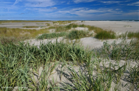 北大西洋混合沙丘草原 – CEGL 004043 北大西洋混合沙丘草原 – CEGL 004043