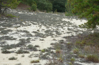 沙石楠矮沙丘灌木丛 – CEGL 003950 沙石楠矮沙丘灌木丛 – CEGL 003950