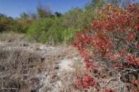 北杨梅沙丘灌木丛 – CEGL 003881 北杨梅沙丘灌木丛 – CEGL 003881