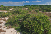 活橡树沙丘灌木丛 – CEGL 003833 活橡树沙丘灌木丛 – CEGL 003833