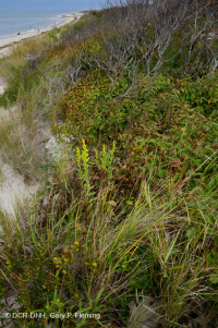 北杨梅沙丘灌木丛 – CEGL 003881 北杨梅沙丘灌木丛 – CEGL 003881