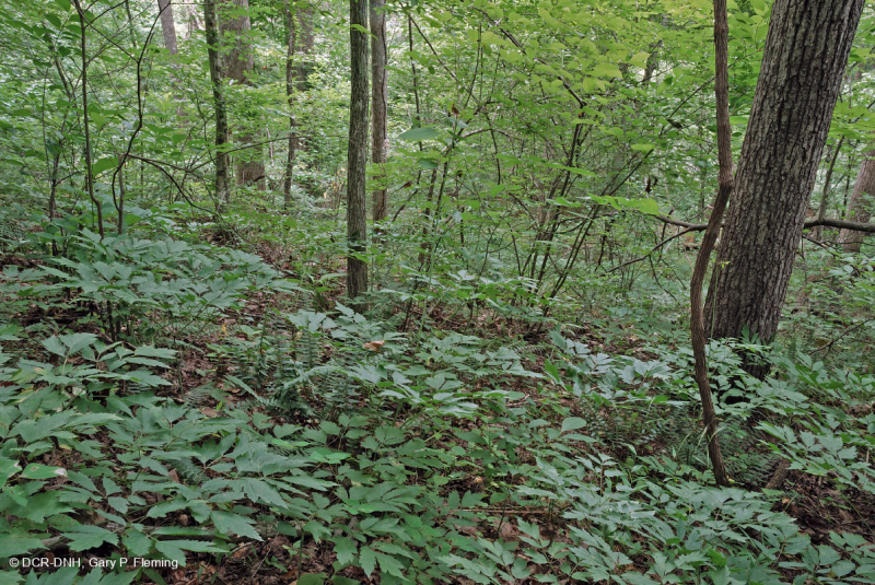 内皮埃蒙特/下蓝岭基本中生代森林 - CEGL 006186