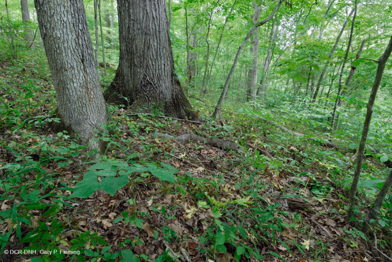 南皮埃蒙特基本橡树 - 山核桃森林 – CEGL 007232