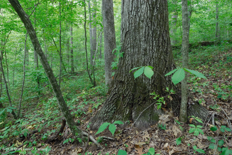 南皮埃蒙特基本橡树 - 山核桃森林 – CEGL 007232