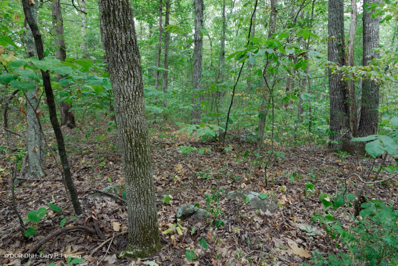 南皮埃蒙特基本橡树 - 山核桃森林 – CEGL 007232