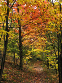 秋季小径拍摄。