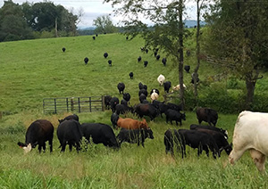 罗克兰兹基金会