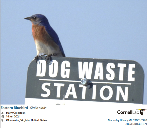 Eastern Bluebird. Photo courtesy of Cornell Lab