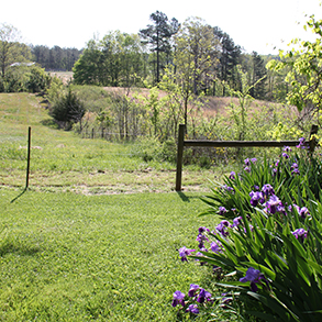 福克兰国家保护区鸢尾花