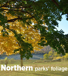 北部公园的秋叶报告