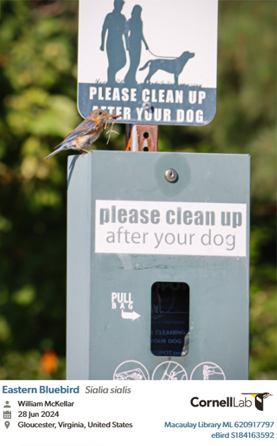 A bluebird makes its way to the dog waste station to build a nest
