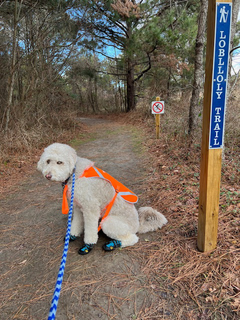 Percy on the Loblolly Trail