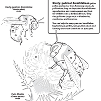 锈色大黄蜂着色页