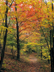 小径上的树叶。